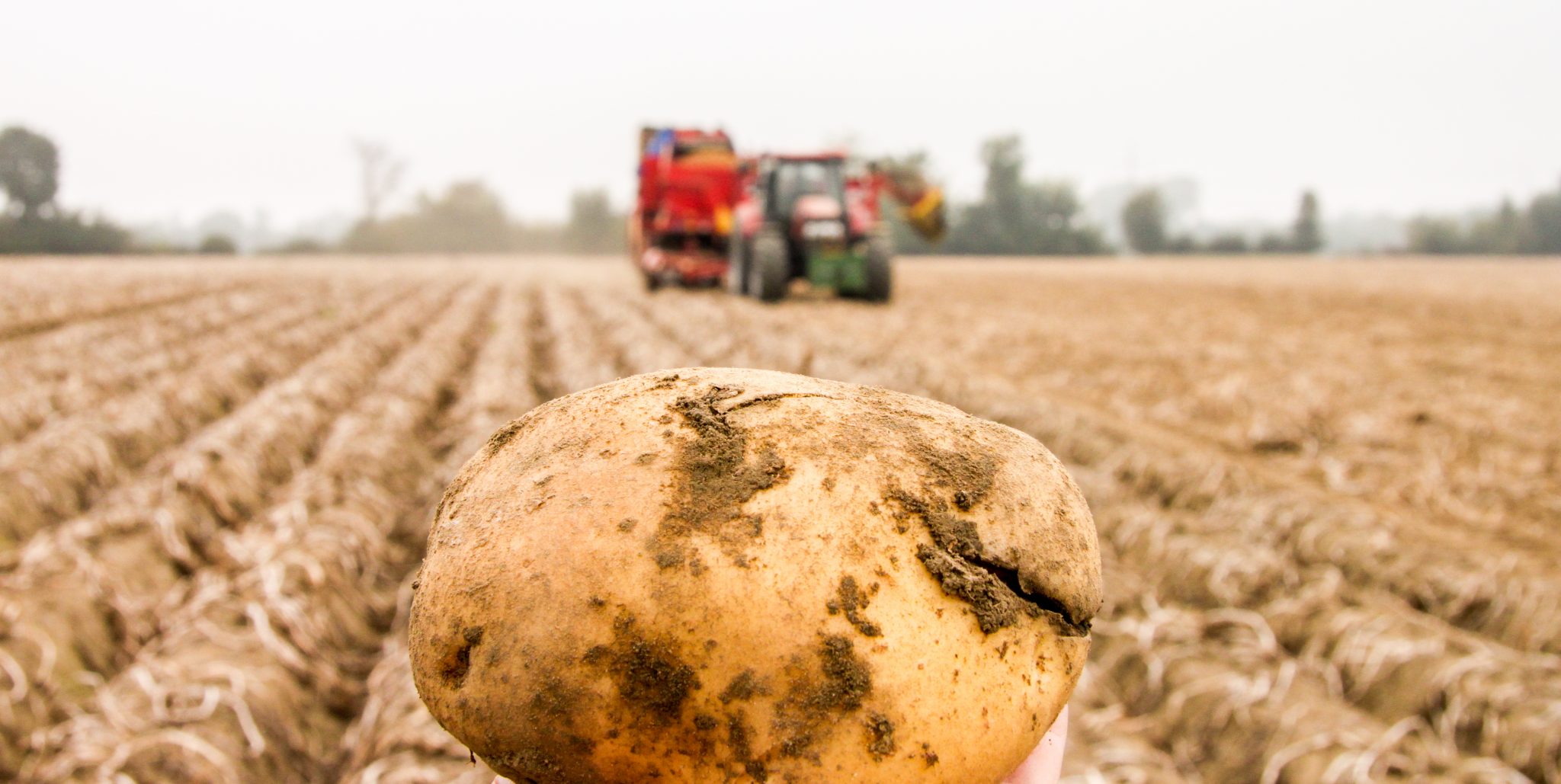 tolle_knolle Hof Stratmann